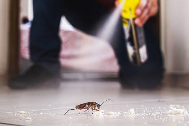 Best Affordable Pest Control Services  in Youngstown, OH